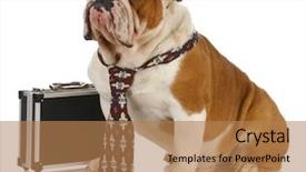  Presentation with english bulldog - Cool new presentation with business dog - english bulldog male backdrop and a coral colored foreground