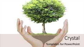  Presentation with plant growth - Audience pleasing slide set consisting of business growth plants - small tree plant backdrop and a  colored foreground