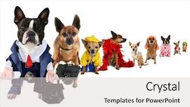  Presentation with business plan cover page images - Presentation design enhanced with business images but with dog background and a light gray colored foreground