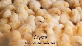  Presentation with incubator baby - Presentation design having business incubation - baby chicken hatched background and a coral colored foreground