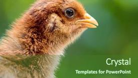  Presentation with poultry farm - Beautiful presentation theme featuring business incubation - baby chicken in poultry farm backdrop and a forest green colored foreground