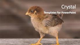  Presentation with poultry farm - Theme consisting of business incubation - baby chicken in poultry farm background and a tawny brown colored foreground
