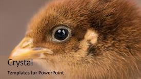  Presentation with poultry farm - Cool new presentation with business incubation - baby chicken in poultry farm backdrop and a coral colored foreground