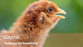  Presentation with poultry farm - Slide set featuring business incubation - baby chicken in poultry farm background and a coral colored foreground