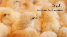  Presentation with chicks - Cool new slide set with business incubation - large group of newly hatched backdrop and a coral colored foreground