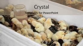  Presentation with incubator - PPT layouts enhanced with business incubation - little chicks in incubator background and a coral colored foreground