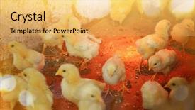  Presentation with incubator - Amazing slide deck having business incubation - little chicks in incubator backdrop and a yellow colored foreground