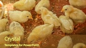  Presentation with incubator - PPT theme consisting of business incubation - little chicks in incubator background and a tawny brown colored foreground