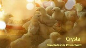  Presentation with incubator - Colorful PPT theme enhanced with business incubation - little chicks in incubator backdrop and a tawny brown colored foreground
