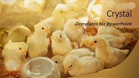  Presentation with incubator - PPT layouts having business incubation - little chicks in incubator background and a yellow colored foreground
