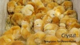  Presentation with incubator - Theme with business incubation - little chicks in incubator background and a gold colored foreground