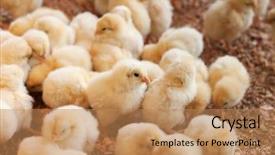  Presentation with chicks - Beautiful slide set featuring business incubation - young baby chicks factory backdrop and a coral colored foreground