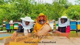  Presentation with honey bee - Presentation with business-partners-with-an-experienced background and a gold colored foreground