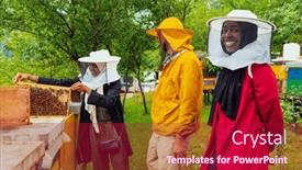  Presentation with honey bee - Presentation consisting of business-partners-with-an-experienced background and a crimson colored foreground