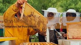  Presentation with honey bee - Presentation design having business-partners-with-an-experienced background and a gold colored foreground
