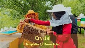  Presentation with honey bee - Presentation theme enhanced with business-partners-with-an-experienced background and a tawny brown colored foreground
