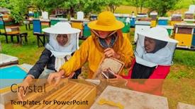  Presentation with honey bee - Theme having business-partners-with-an-experienced background and a gold colored foreground