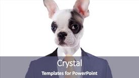  Presentation with boston - PPT layouts consisting of businessman with a boston terrier background and a  colored foreground
