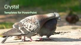  Presentation with birds - Audience pleasing PPT theme consisting of busses - birds love backdrop and a tawny brown colored foreground