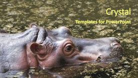  Presentation with pasig river - Presentation theme having buster - hippopotamus in the river background and a  colored foreground