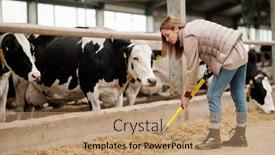  Presentation with busy - PPT layouts enhanced with busy-female-cowshed-employee background and a coral colored foreground