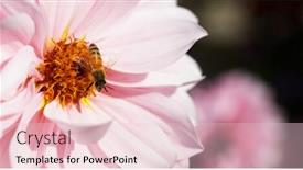  Presentation with pink gold - Cool new slides with hymenoptera - busy gold bee working backdrop and a lemonade colored foreground