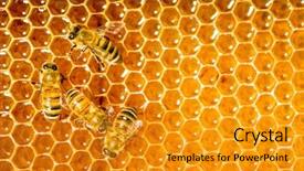  Presentation with busy work - Amazing slides having bees work on honeycomb backdrop and a gold colored foreground