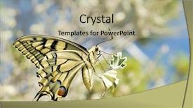  Presentation with butterfly - Colorful theme enhanced with butterfly feeding on a flower backdrop and a mint green colored foreground