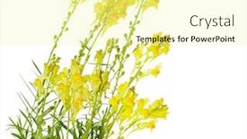  Presentation with butter - Beautiful slide set featuring butter-and-eggs-linaria-vulgaris backdrop and a blonde colored foreground