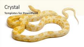  Presentation with white rat - Audience pleasing PPT theme consisting of butter-mothley-corn-snake backdrop and a blonde colored foreground