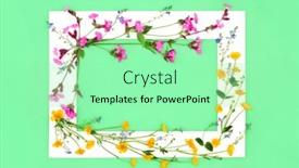  Presentation with white flower frame - Presentation theme featuring buttercup-red-campion-and-speedwell background and a mint green colored foreground