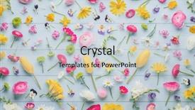  Presentation with pansy - Slide set consisting of buttercup tulip hyacinth pansy plum background and a light gray colored foreground