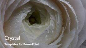  Presentation with water droplets - Colorful theme enhanced with buttercup with droplets of water backdrop and a gray colored foreground