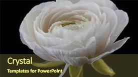  Presentation with spring water - Theme consisting of buttercups - close-up of a spring white background and a tawny brown colored foreground