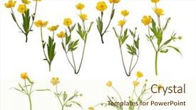  Presentation with white flowers - Amazing PPT theme having buttercups - set of yellow buttercup flowers backdrop and a cream colored foreground