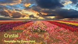  Presentation with export - Amazing PPT theme having buttercups blooming garden farmers field backdrop and a tawny brown colored foreground