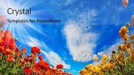  Presentation with postcard - Presentation design consisting of buttercups spring mood spring holiday background and a teal colored foreground