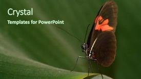  Presentation with tropical rainforest - Theme with butterfies - tropical butterfy in rainforest background and a tawny brown colored foreground