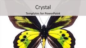  Presentation with yellow green - Cool new presentation theme with live butterflies - rothschild's birdwing ornithoptera rothschildi is backdrop and a light gray colored foreground