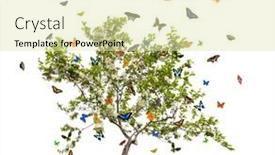 Presentation with butterflies - Theme having butterflies-and-apple-tree background and a soft green colored foreground