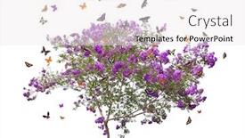  Presentation with butterflies - Slide set consisting of butterflies and lilac blooming tree isolated on white background background and a white colored foreground