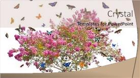  Presentation with butterflies - Cool new theme with butterflies and pink blooming tree isolated on white background backdrop and a soft green colored foreground