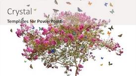  Presentation with pink white - Cool new slide set with butterflies-and-pink-blooming-tree backdrop and a lemonade colored foreground