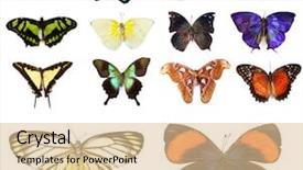  Presentation with butterflies - PPT layouts having butterflies collection isolated on white background and a lemonade colored foreground