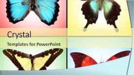  Presentation with butterflies - Theme enhanced with butterflies collection on bright background background and a blonde colored foreground
