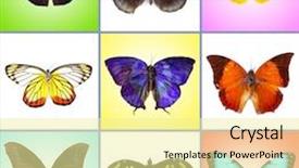  Presentation with butterflies - Beautiful PPT layouts featuring butterflies collection on bright background backdrop and a blonde colored foreground