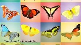  Presentation with butterflies - Presentation design enhanced with butterflies collection on bright background background and a yellow colored foreground