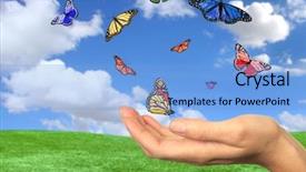  Presentation with butterflies - PPT theme consisting of butterflies flying free background and a light blue colored foreground