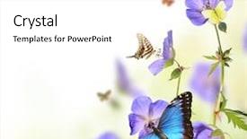  Presentation with purple spring - PPT layouts having butterflies in spring meadow background and a white colored foreground