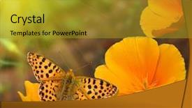  Presentation with butterflies - Beautiful presentation theme featuring butterflies on flowers backdrop and a gold colored foreground